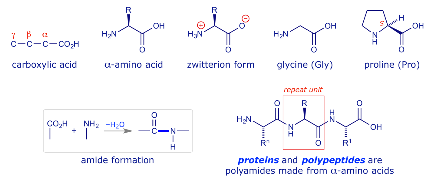 Key structural components of peptides