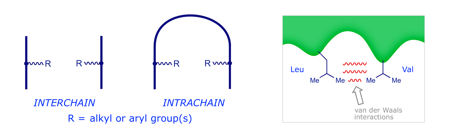 Graphics illustrating interchain and intrachain hydrophobic bonding in polypeptides
