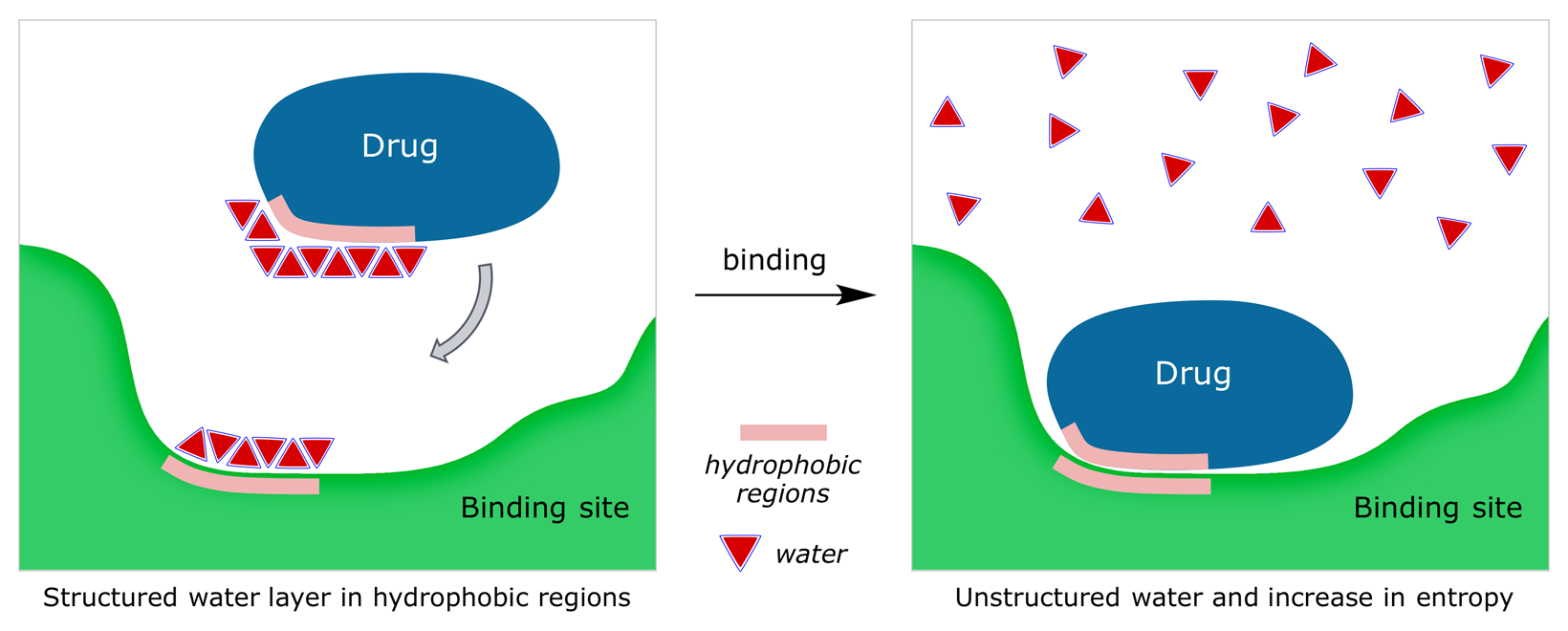 Cartoon representation of the disruption of H-bonding in water when a drug binds to its target