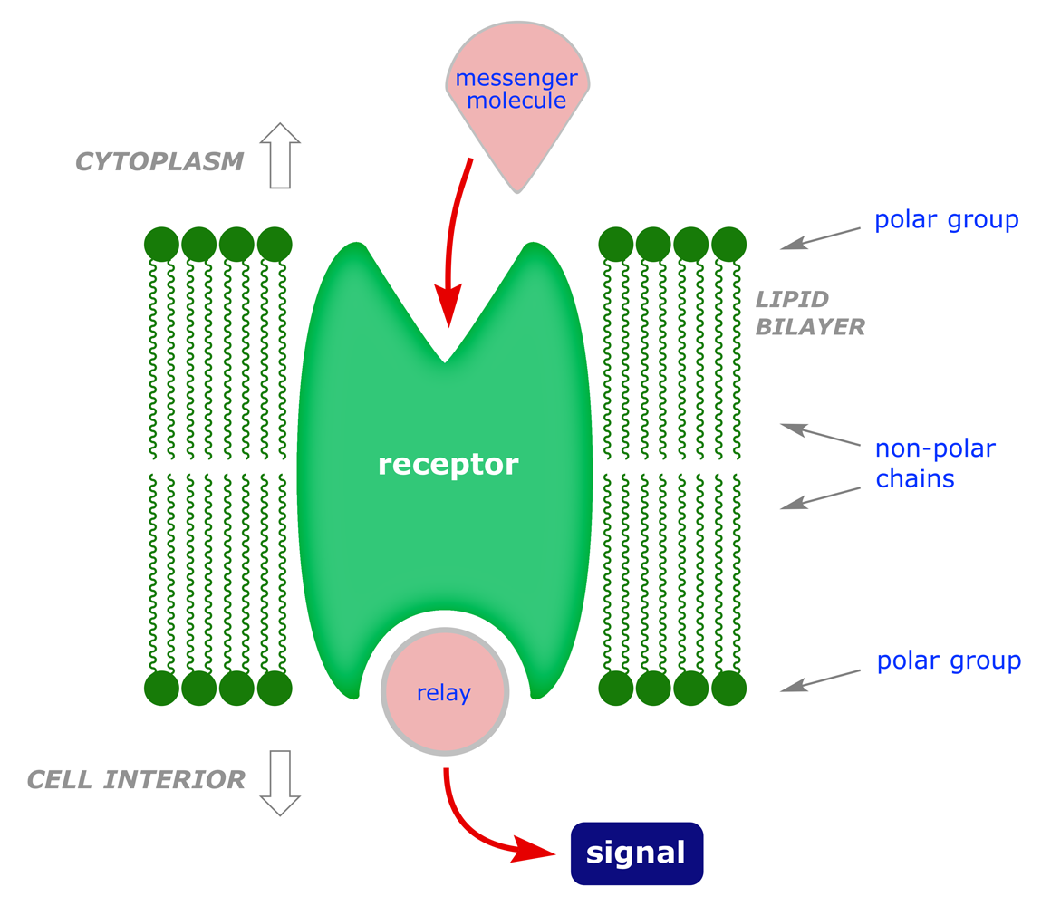 Cartoon illustrating the location and role of receptor protein embedded in a cell wall