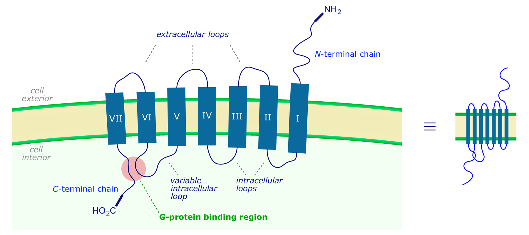 Cartoon showing a G-protein-coupled receptor located within a cell wall