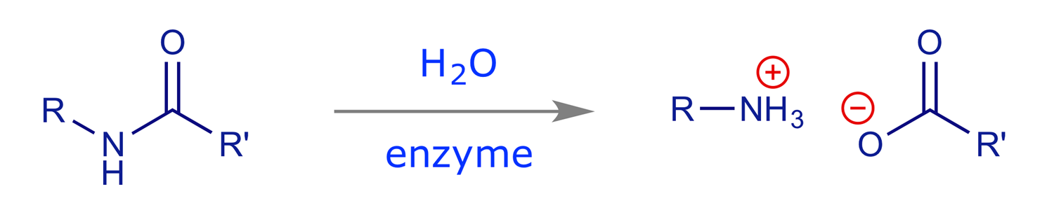 Reaction scheme showing the hydrolysis of a carboxamide