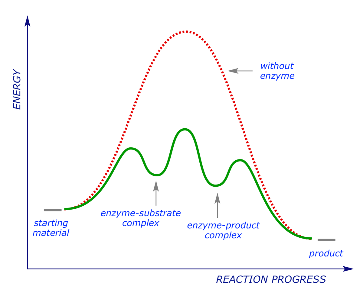 Graph illustrating the energetics of enzymic catalysis