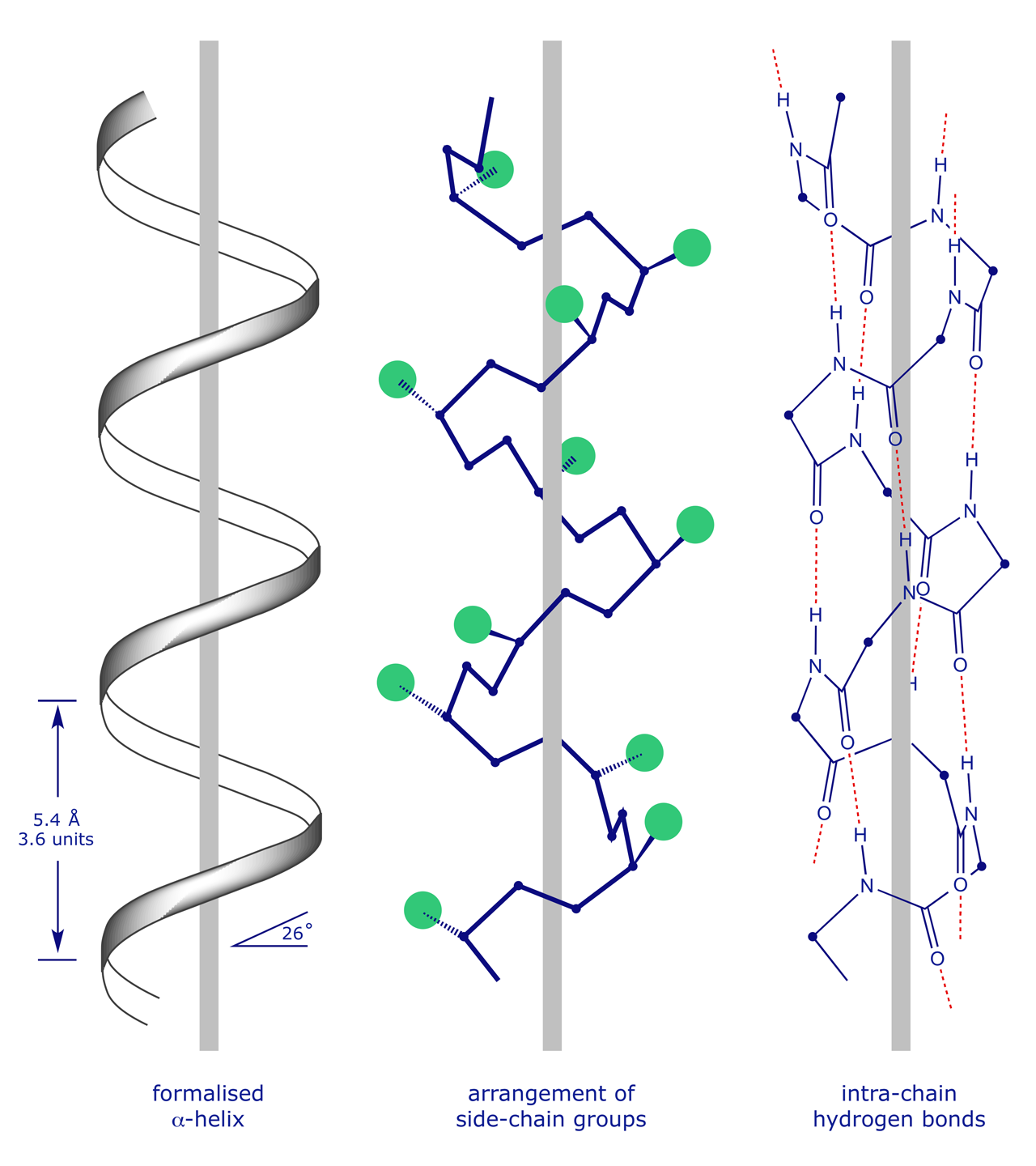 Graphic showing structural features of polypeptide alpha-helix