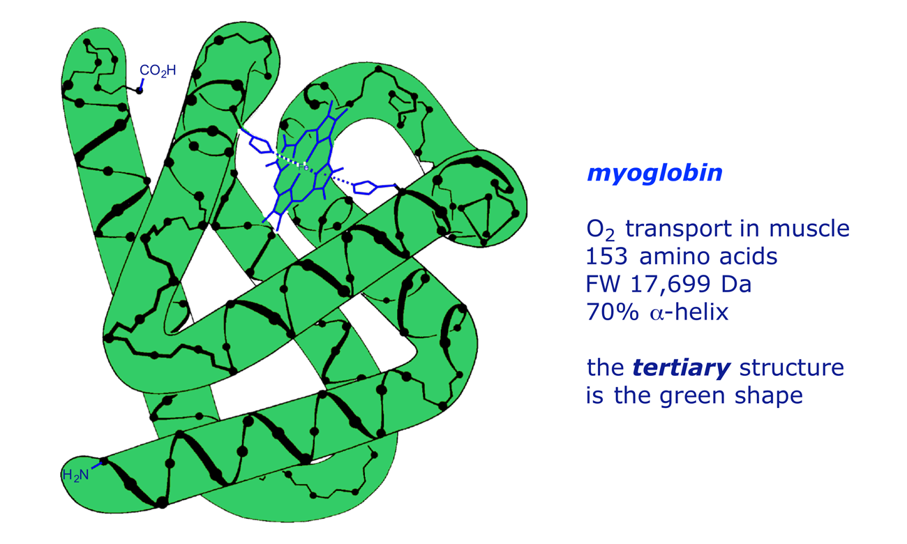 Graphic showing tertiary structure of myoglobin