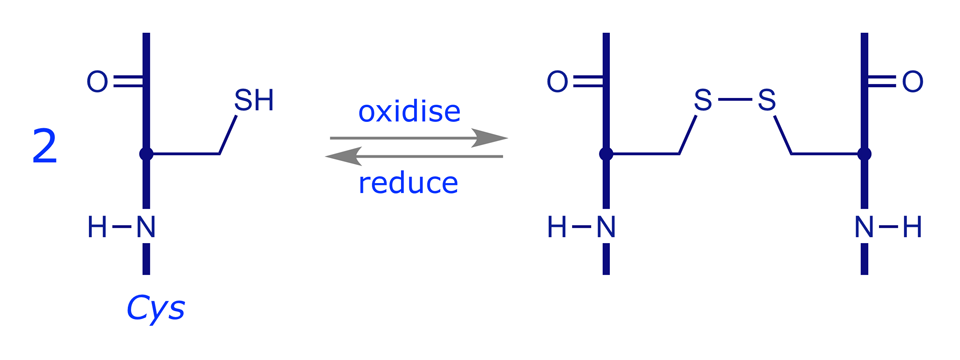 Graphic showing redox chemistry of disulfide bridging in cysteine
