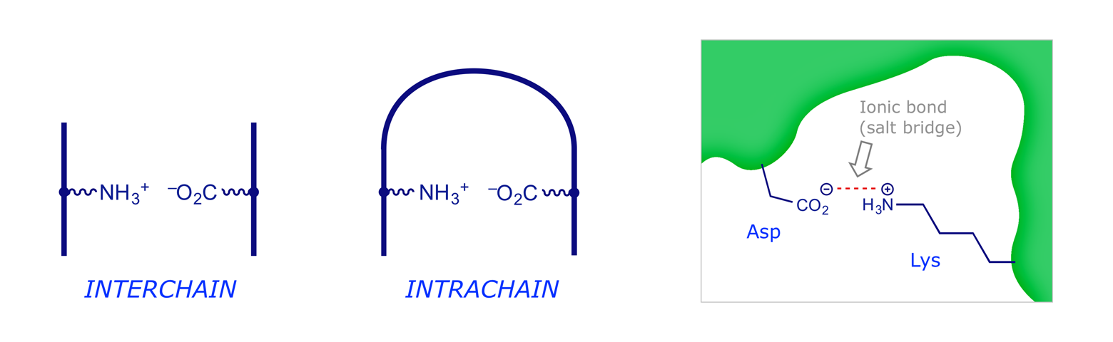 Graphics illustrating interchain and intrachain ionic bonding in polypeptides
