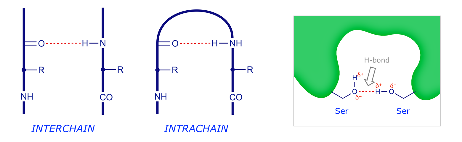 Graphics illustrating interchain and intrachain hydrogen bonding in polypeptides