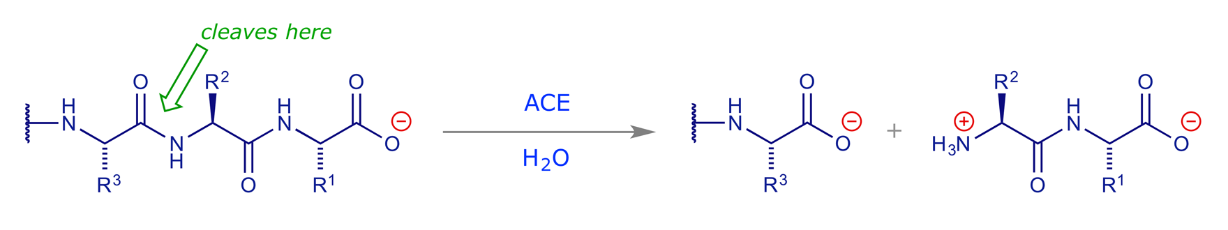 Reaction scheme showing where ACE cleaves angiotensin I