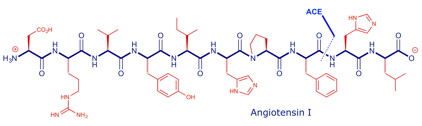 Full structure of angiotensin I showing the bond cleaved by ACE