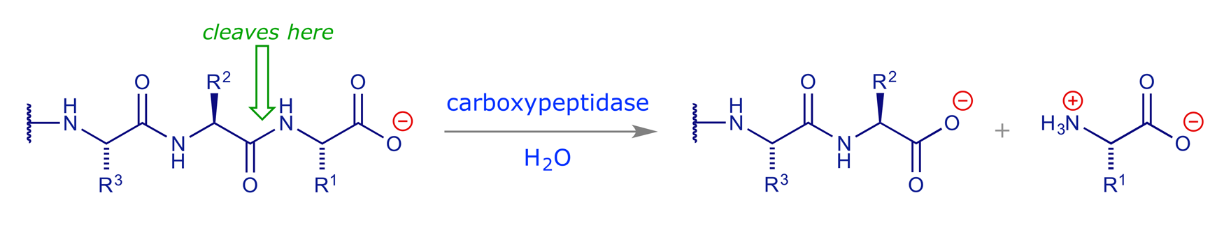 Reaction scheme showing where carboxypeptidase A cleaves a peptide chain