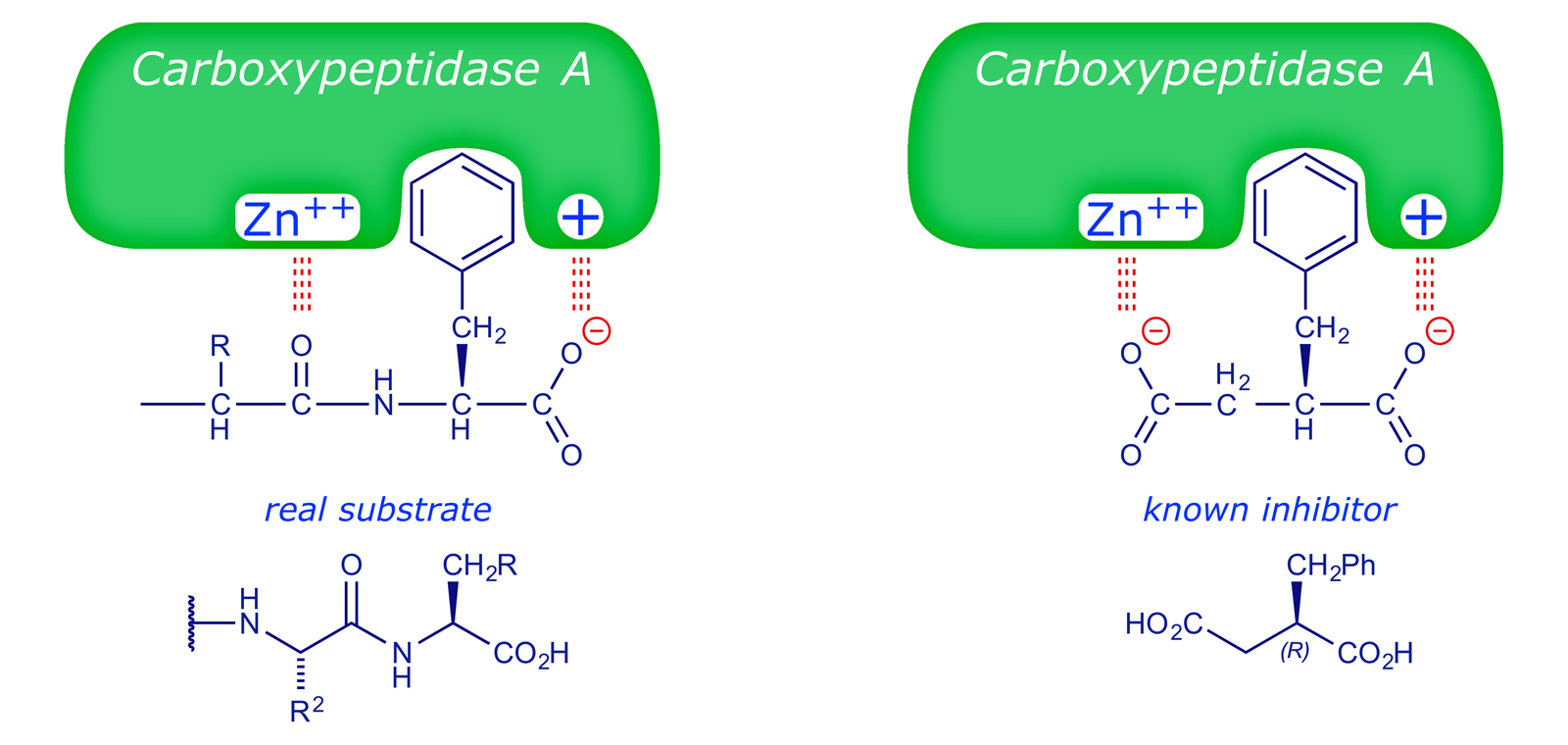 Rationale for mode of action of carboxypeptidase A