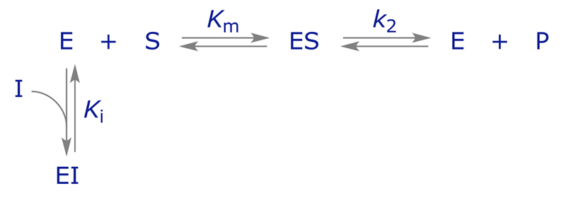 Equations showing kinetics of competitive enzyme inhibition