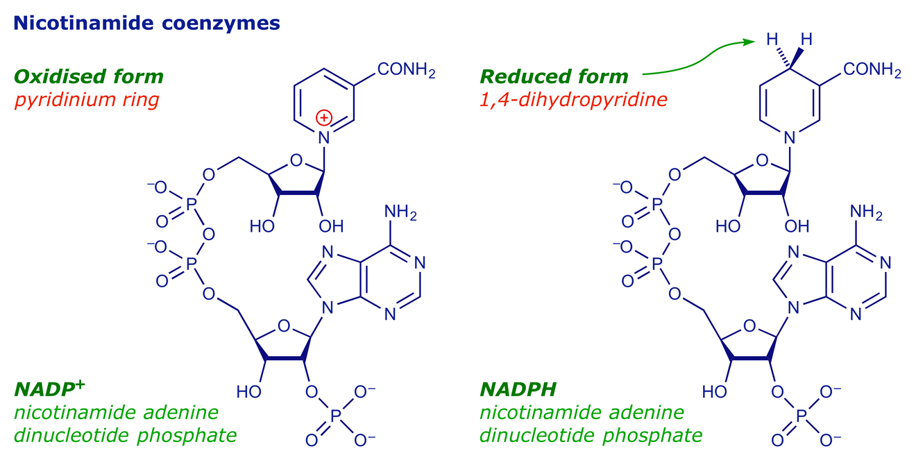 The biosynthetic role of the nicotinamide coenzymes