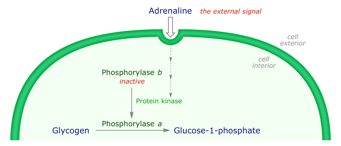 Diagram showing intracellular enzyme activation triggered by an external adrenaline molecule