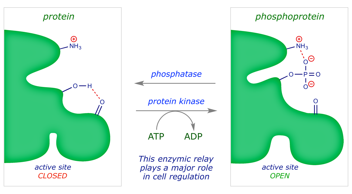 Cartoon showing the role of protein kinase enzymes in protein-phosphoprotein equilibria