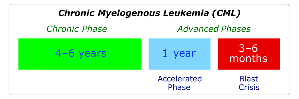 The three phases in the progression of chronic myelogenous leukemia (CML)