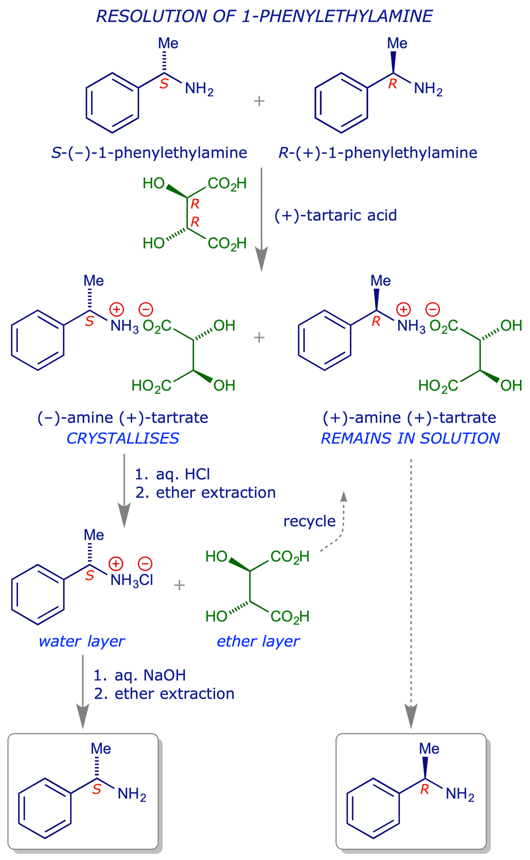 Scheme for the resolution of (±)-1-phenylethylamine using (+)-tartaric acid