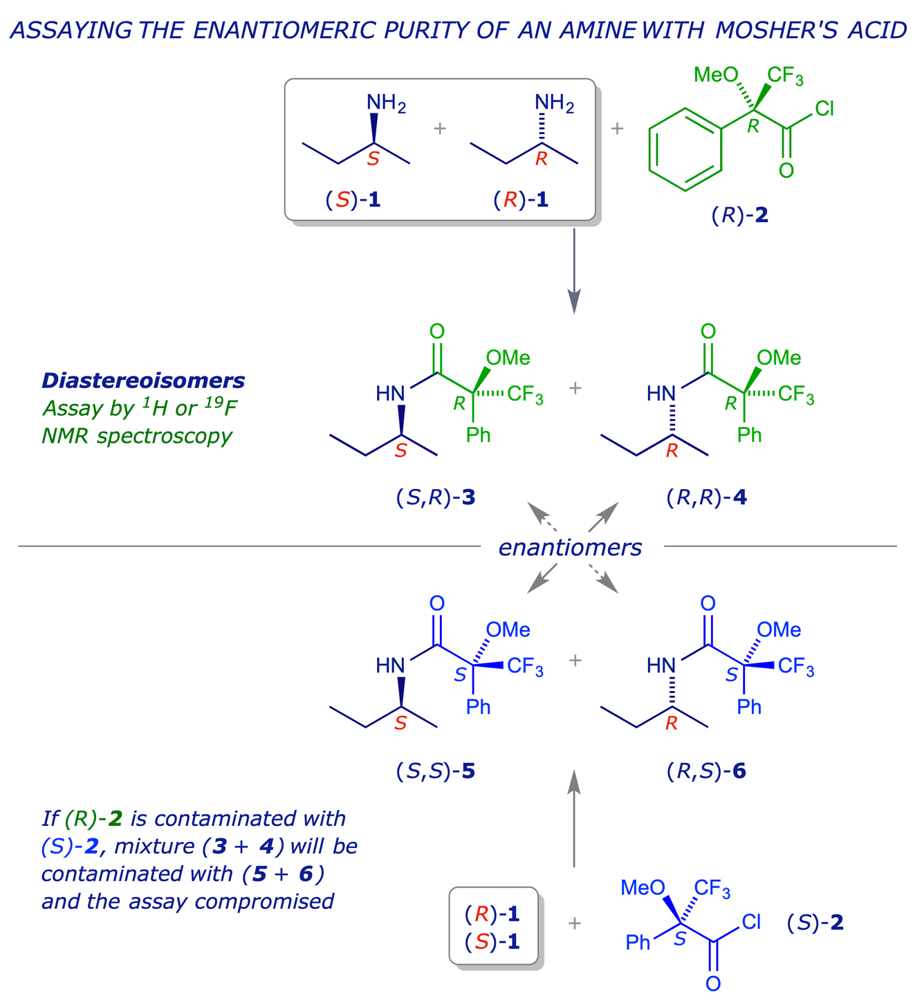 Synthesis and Biological Evaluation of Enantiomerically Pure (R